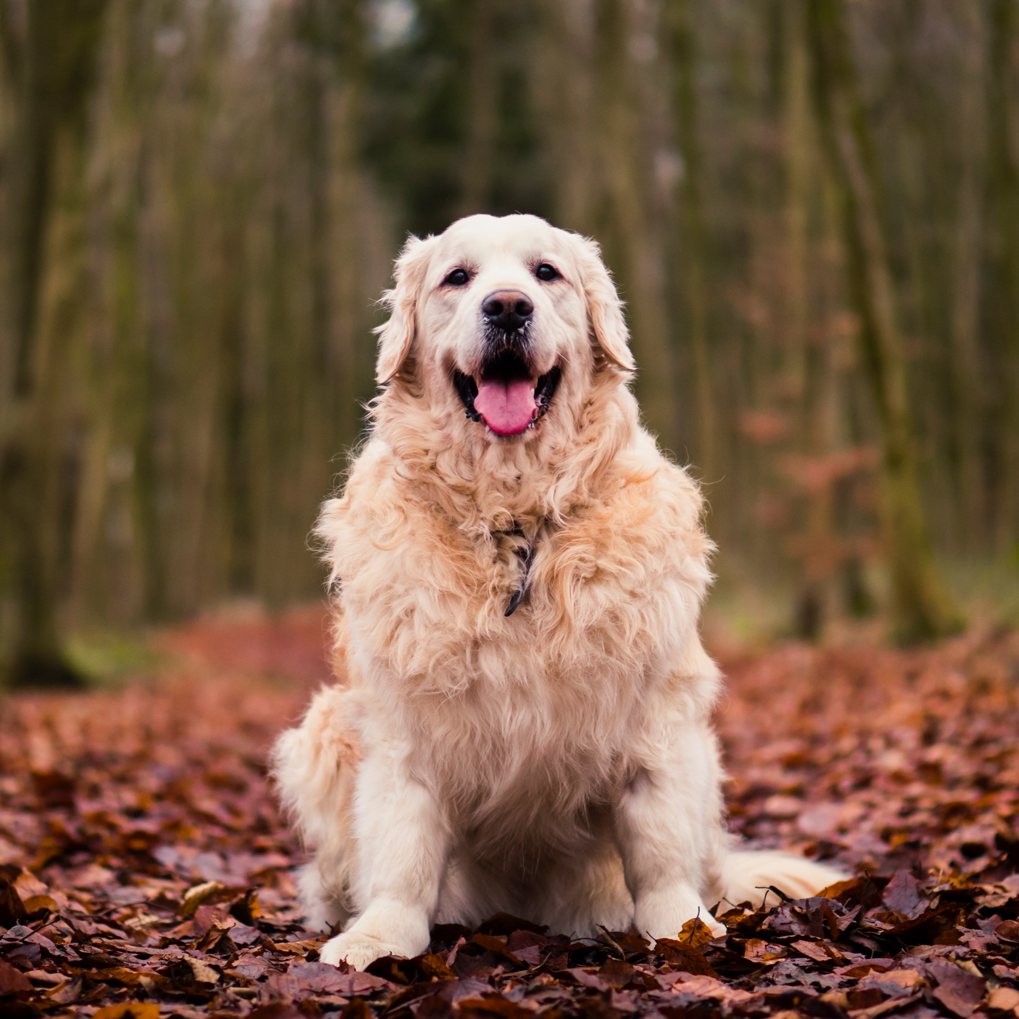 Las Razas De Perros Mas Carinosas