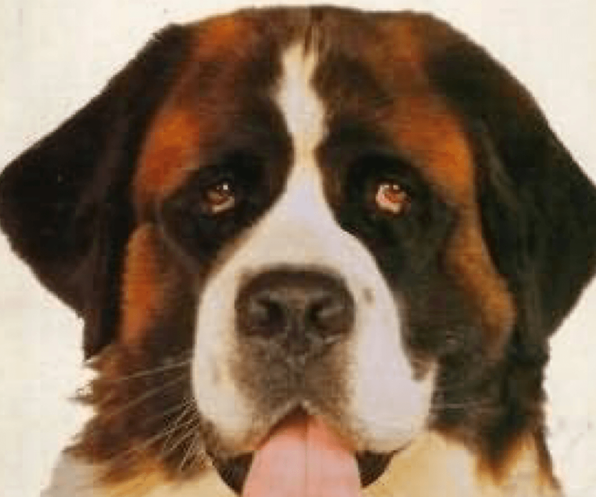 5 películas protagonizadas por perros Perrhijos