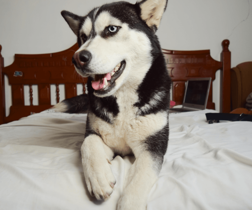 Lo Que Necesitas Saber Del Husky Siberiano Perrhijos