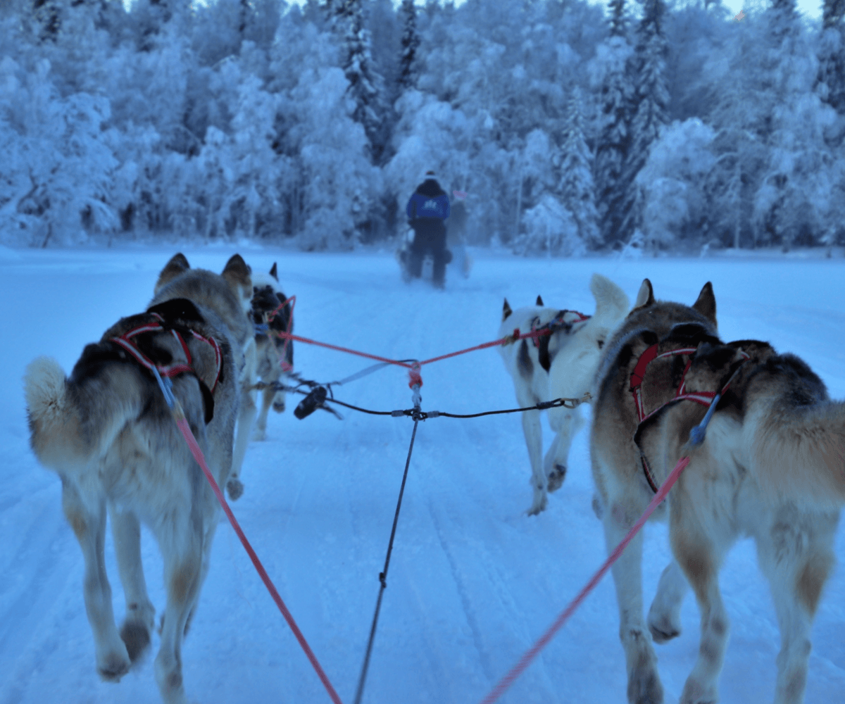 Lo Que Necesitas Saber Del Husky Siberiano Perrhijos