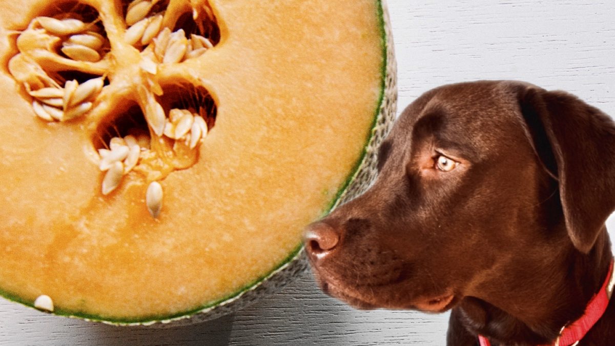 Beneficios del melón en la vida de los perros Perrhijos