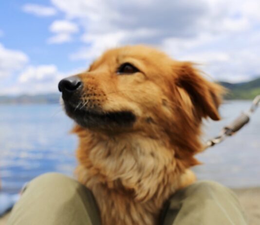 a-donde-van-los-perros-cuando-mueren