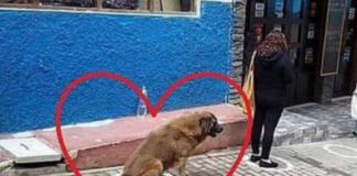 perro-respeta-la-sana-distancia-en-la-calle