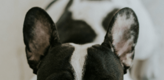 Bulldog-francés-blanco-con-negro