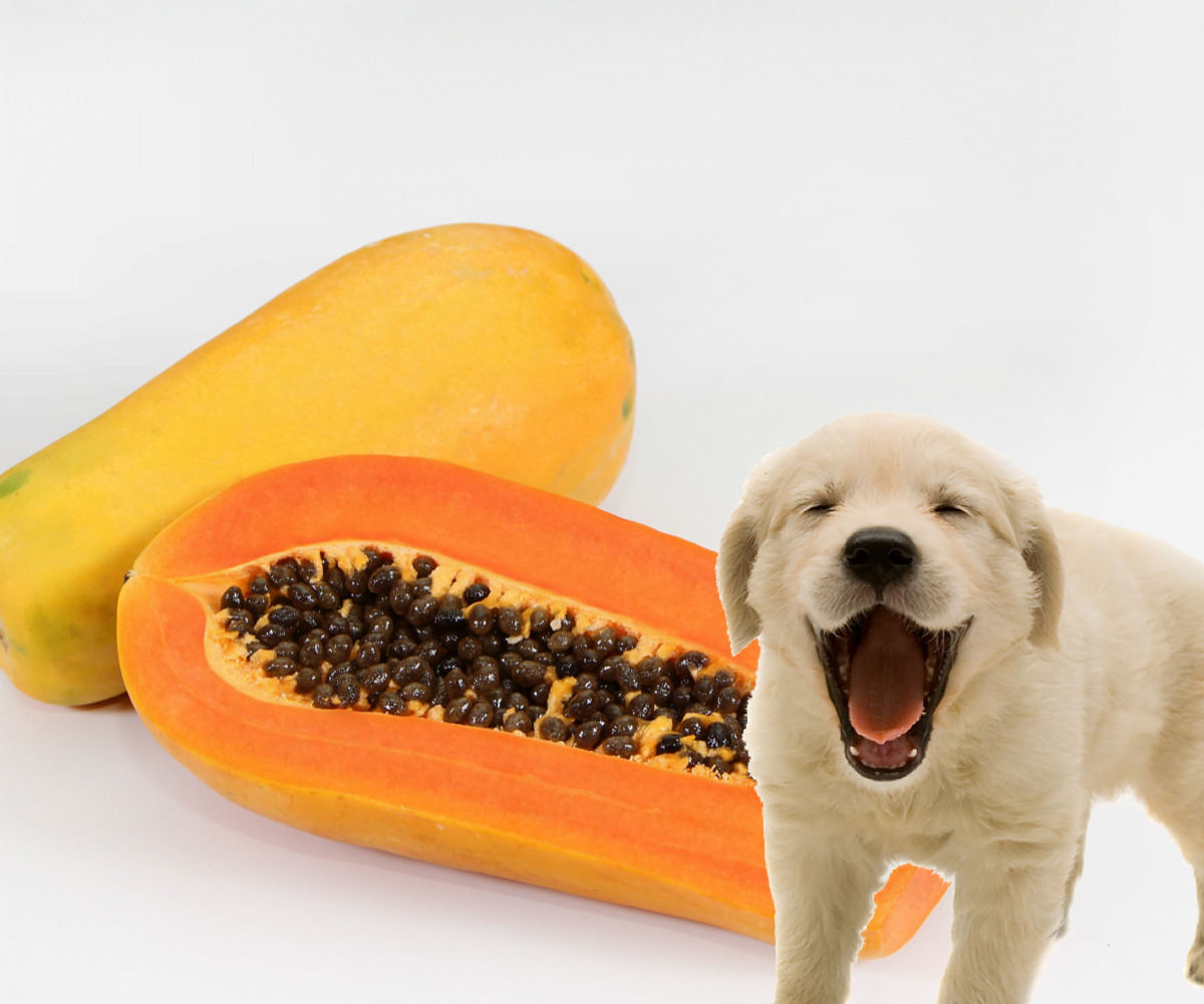 La papaya y sus BENEFICIOS en la de los perros - Perrhijos