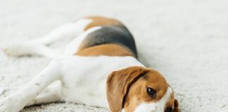 Perro-descansa-tapete-blanco
