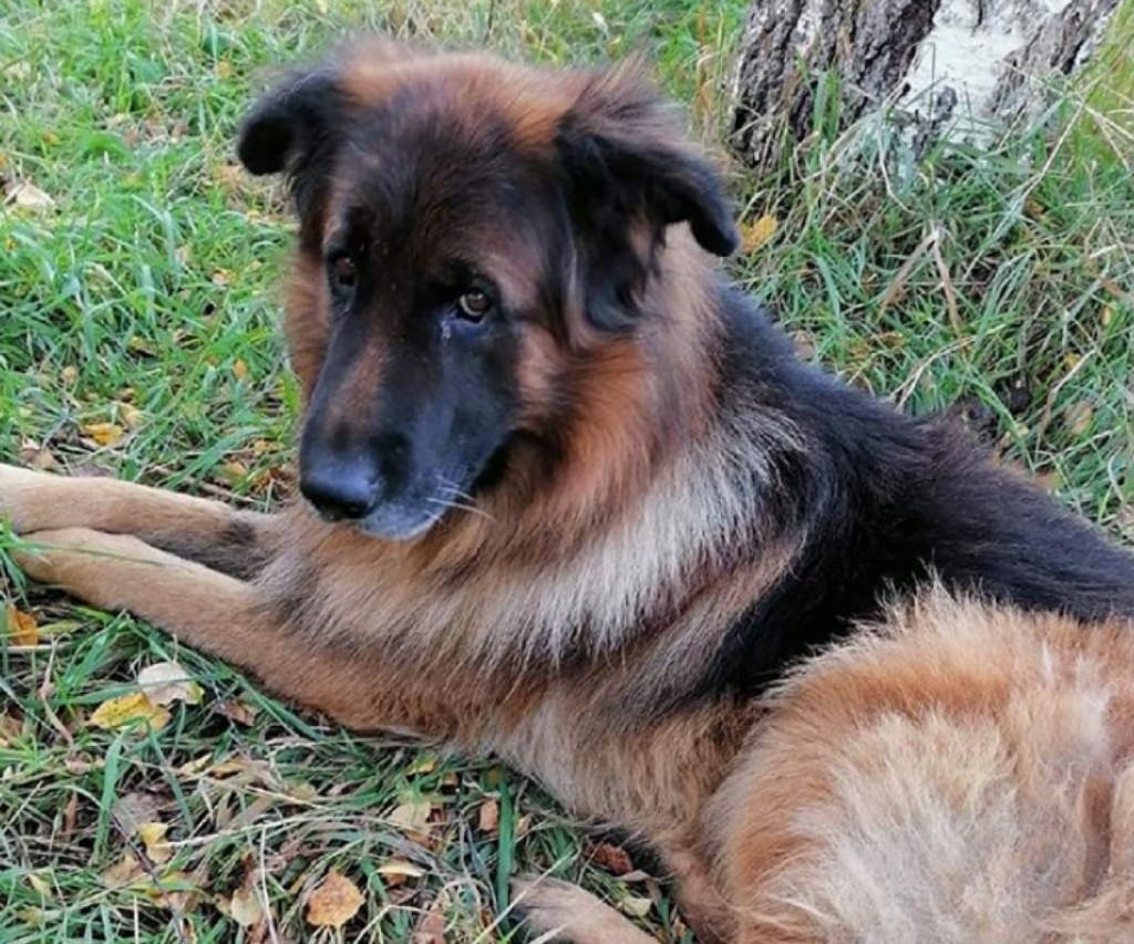 perro sale de su tumba