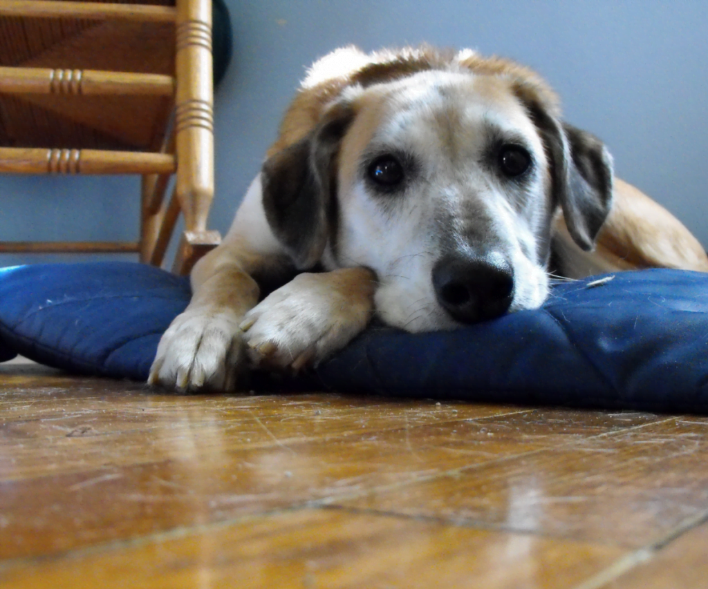 dueño irresponsable