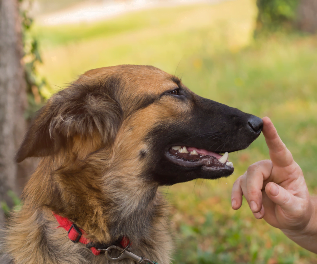 Hablarle como bebé a los perros
