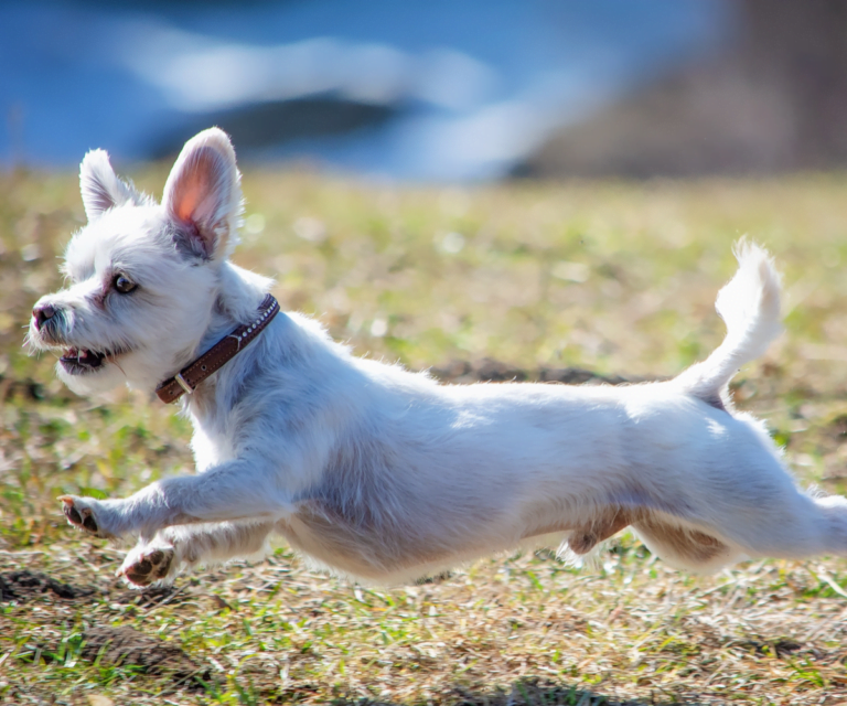 Porque Los Perros Corren Como Locos