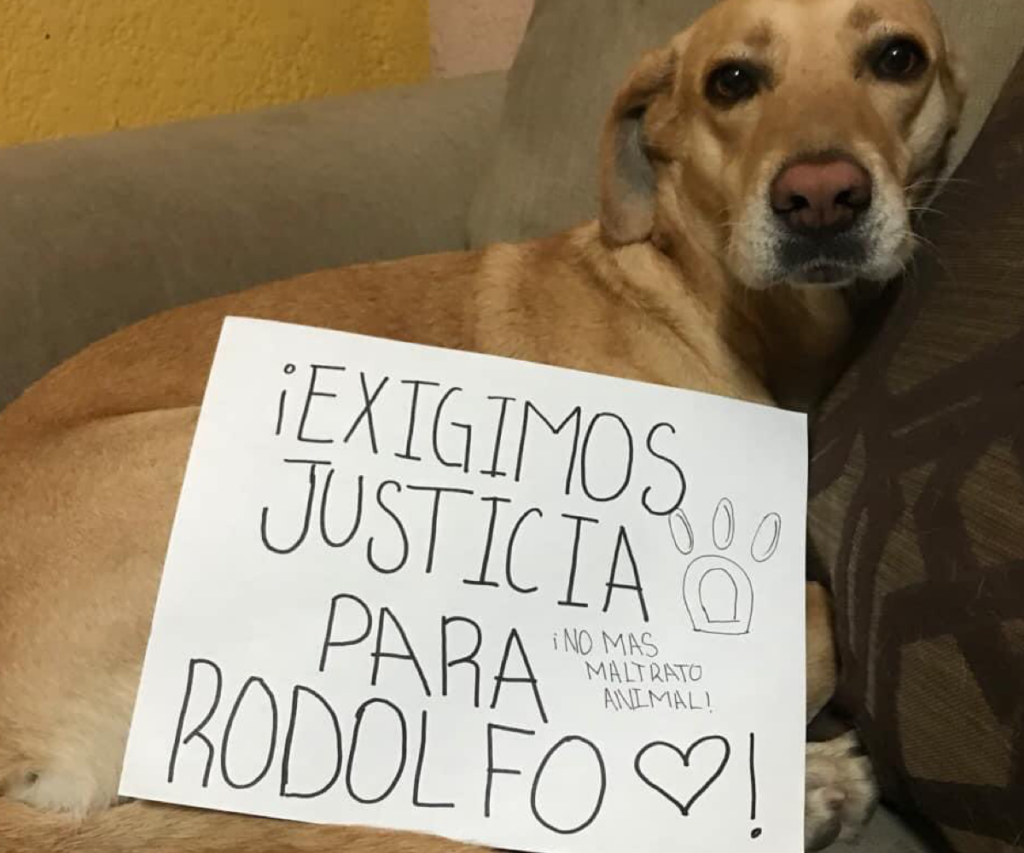 Rodolfo-perrito-que-fue-asesinado-en-los-Mochis