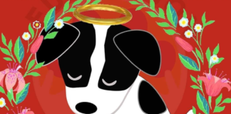 huitzili-perrito-que-pierde-la-vida-a-causa-de-maltrato