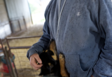 Los perros detectan Covid-19 en el sudor humano