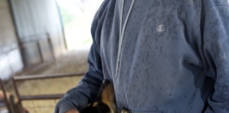 Los perros detectan Covid-19 en el sudor humano