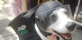 https://perrhijos.com.mx/any-perrita-que-entrega-comida-con-su-mochila-de-doggie-eats/