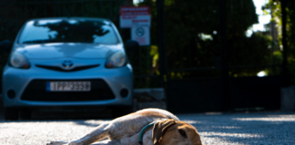 Un-accidendente-cambio-la-vida-de-mi-perro