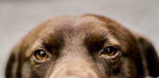 encontre-a-mi-perro-despues-de-siete-años