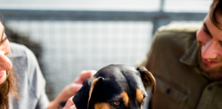 Quién-se-queda-con-los-perros-tras-una-separación-de-pareja