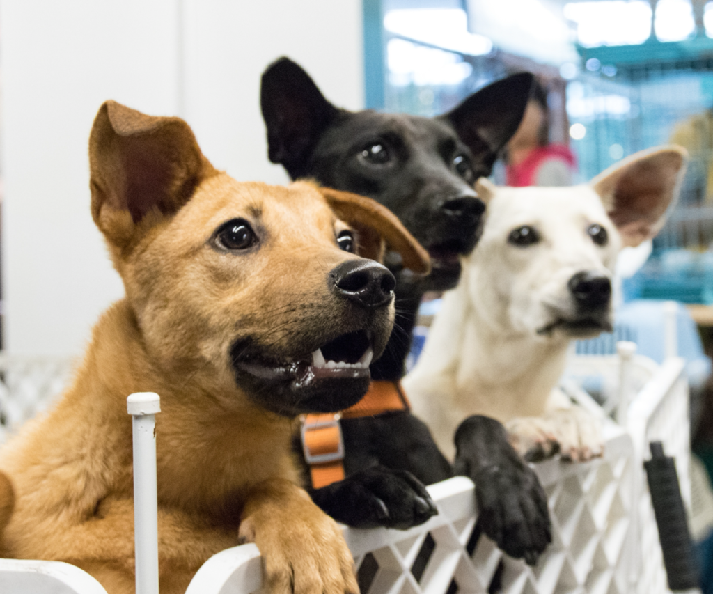 los-perros-sin-raza-todavia-sufrimos