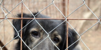 los-perros-sin-raza-todavia-sufrimos