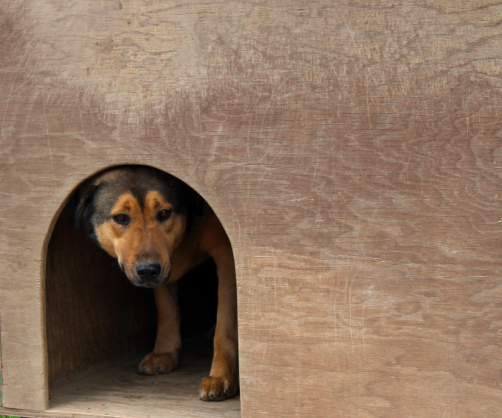 los-perros-sin-raza-todavia-sufrimos