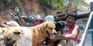 edgardo-salva-perros-una-larga-y-noble-travesía-por-méxico
