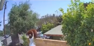 Mujer-lucha-contra-un-oso-para-rescatar-a-sus-perros