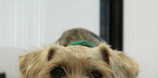 Adoptan-a-todos-los-perritos-menos-a-mí