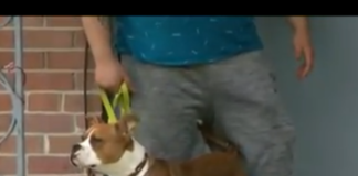 Una-mujer-le-disparó-a-un-perrito-y-una-bala-hirió-a-su-propio-hijo