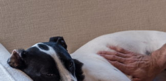Por-qué-es-bueno-dar-un-masaje-relajante-a-tu-perro