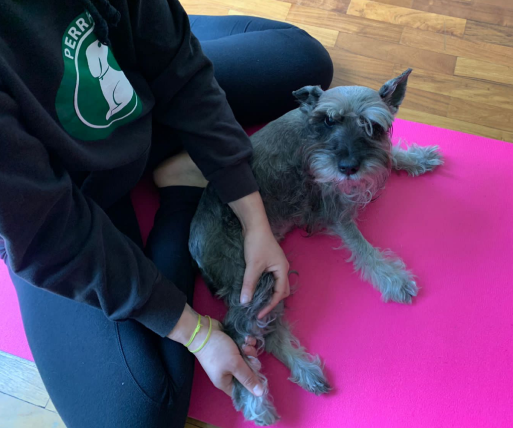 Por-qué-es-bueno-dar-un-masaje-relajante-a-tu-perro