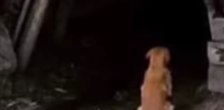 Perrito-espera-a-su-humano-que-murió-en-la-mina-Micarán-en-Coahuila