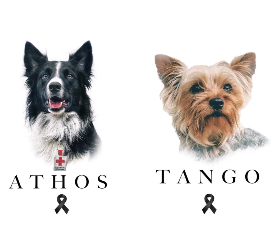 Athos-y-Tango-fueron-envenenados-se-exige-justicia
