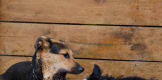 Estados-Unidos-prohibe-la-entrada-de-perros-por-alto-riesgo-de-rabia
