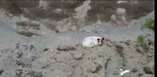 Otro-perrito-cayó-dentro-del-socavón-de-Puebla