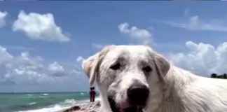 Perros-de-terapia-ayuda-a-familias