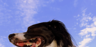 Por-qué-los-perros-“se-comen-el-aire”