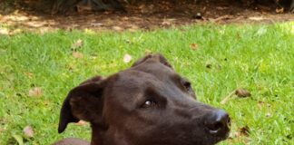 maki-perro-adoptable