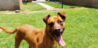 perro-adopcion-cosme