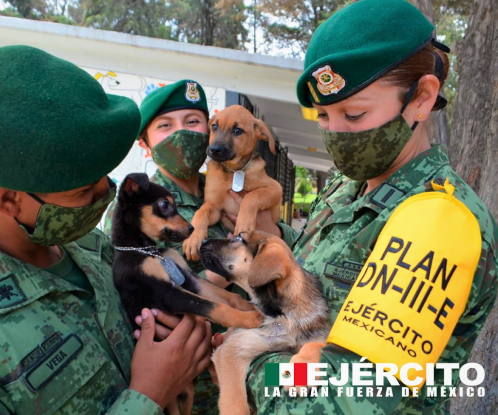 Los-perritos-de-Santa-Lucía-Albergue-creado-por-el-ejército