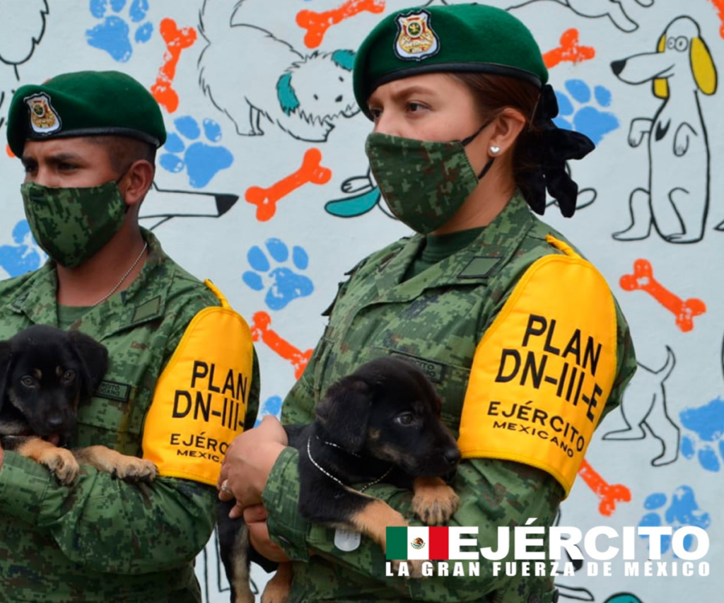 Los-perritos-de-Santa-Lucía-Albergue-creado-por-el-ejército