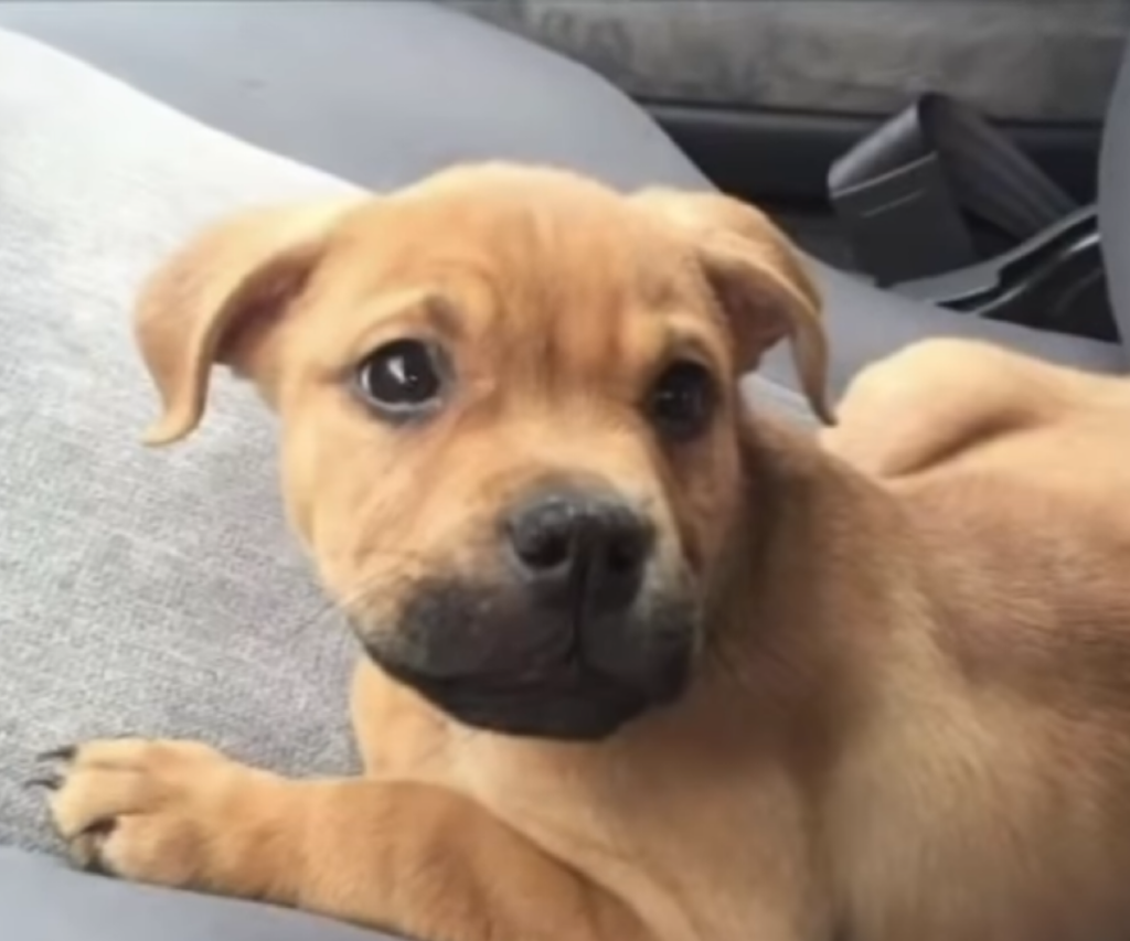 Encontró-a-su-perrito-en-un-refugio-dos-años-después-de-haberlo-perdido