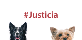 El-asesino-de-Athos-y-Tango-llevará-su-proceso-en-libertad