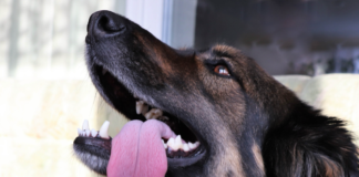 sindrome-de-la-lengua-colgada-en-perros-sabes-que-es