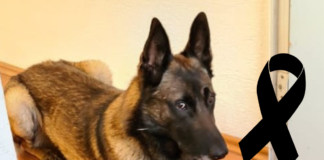 justicia-para-astro-perrito-que-perdio-la-vida-al-ser-pateado-por-un-policia
