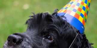 por-que-el-21-de-julio-se-celebra-el-dia-del-perro