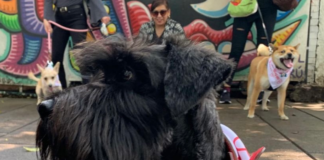 airbnb-es-pet-friendly-celebra-el-dia-mundial-del-perro-con-tu-mejor-amigo