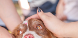 fue-el-mejor-dia-del-perro-me-adoptaron