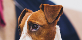 ataxia-en-perros-sabes-que-es-y-como-los-afecta