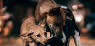 mas-razones-para-adoptar-perros-callejeros